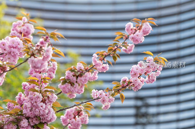 一棵日本樱桃(Prunus serrulata)树的特写照片